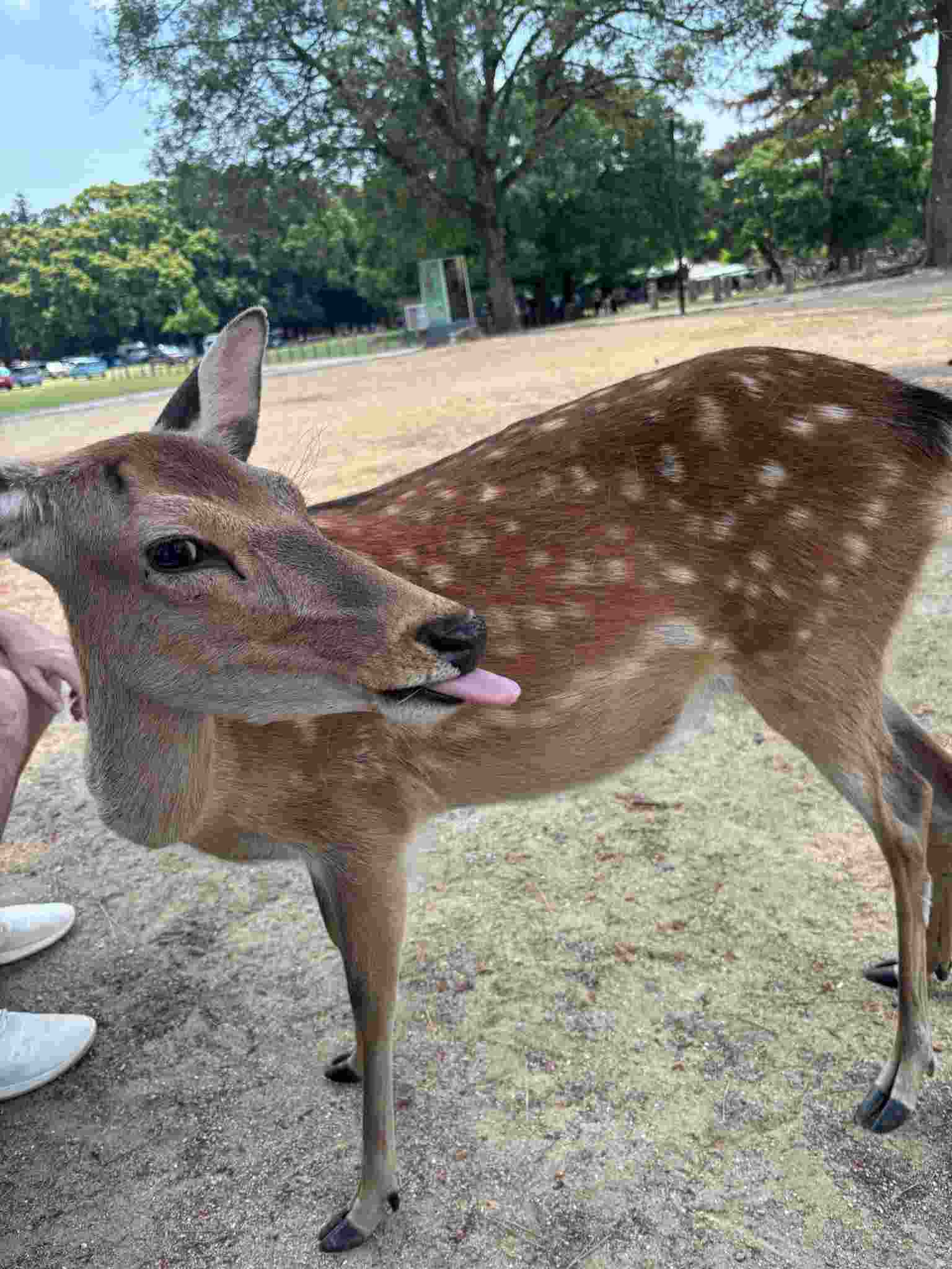 Nara Park