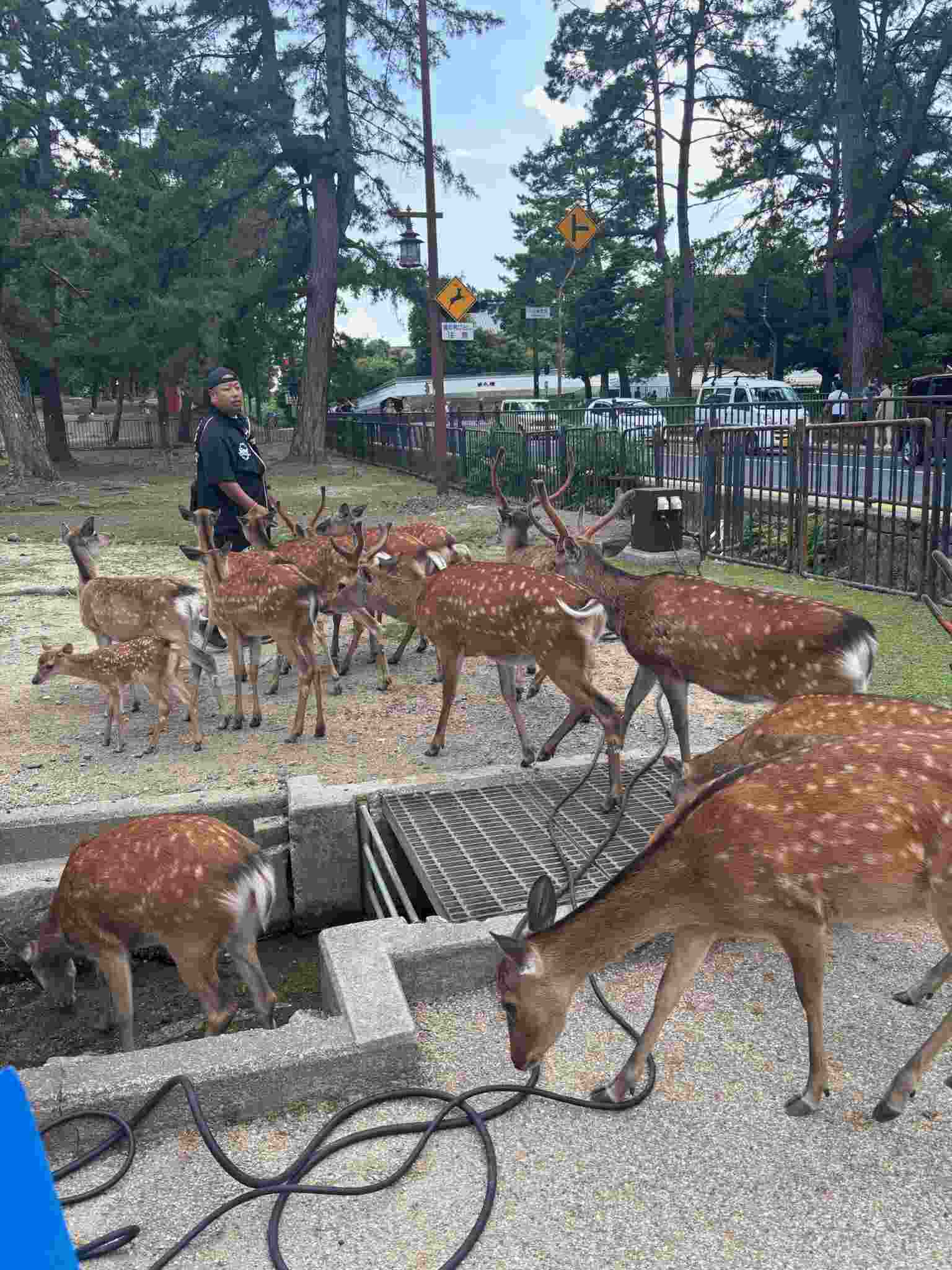 Nara Park