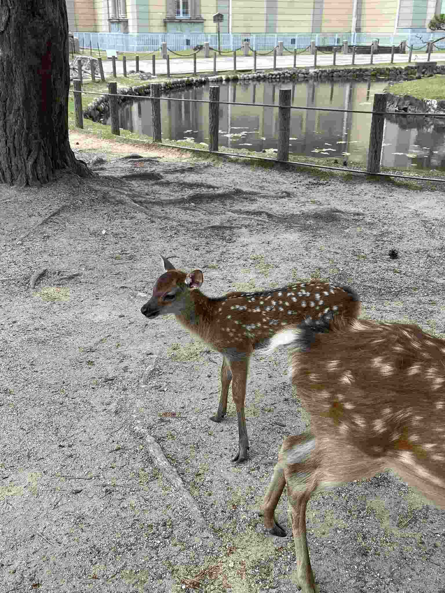 Nara Park